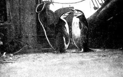 Cook fényképe