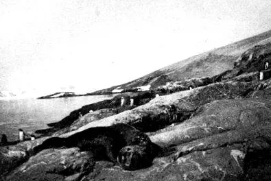 racoviţă