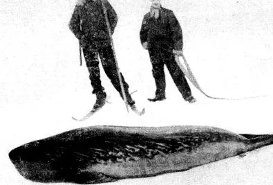 déli-sarkig