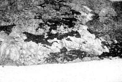 déli-sarkig
