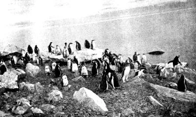 racoviţă