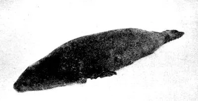 Cook fényképe Ábra