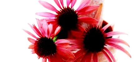 echinacea