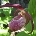 Lehet vágni a levegőt gyökerei orchideák (cut) Lehet vágni a légi gyökerek a orchidea