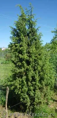 Juniper - ültetés és gondozás boróka - hasznos tulajdonságai boróka - gyümölcs és zöldség kert -