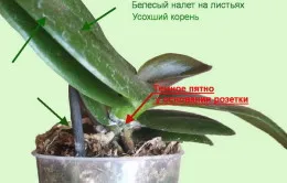 Lehetséges, hogy vágja el a gyökereket az orchidea (gyökerek) Lehetséges, hogy vágja el a gyökereket az orchidea