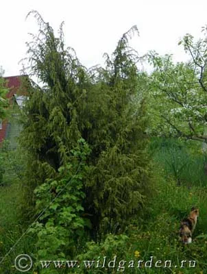 Juniper - ültetés és gondozás boróka - hasznos tulajdonságai boróka - gyümölcs és zöldség kert -