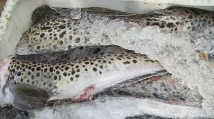 Sea Wolf, és hogyan kell enni, tábortűz