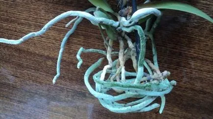 Lehetséges, hogy csökkentsék a gyökerei orchideák ha kiszálltak a pot (orchidea) Lehetséges, hogy csökkentsék a gyökerei orchideák ha kiszálltak a bankot