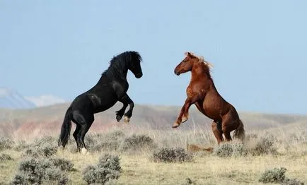 Mustang (vadló) - a leírása, amit úgy néz ki, ahol lakik fotó