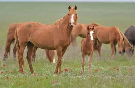 Mustang (vadló) - a leírása, amit úgy néz ki, ahol lakik fotó