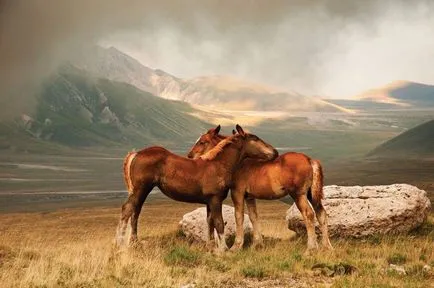 Mustang (vadló) - a leírása, amit úgy néz ki, ahol lakik fotó