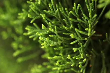 Juniper ültetés és gondozás