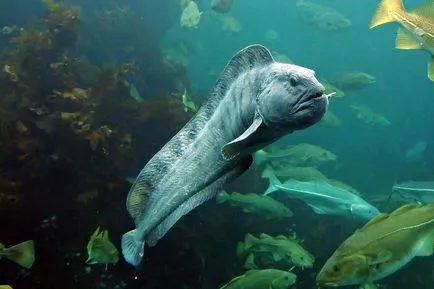 Sea Wolf, és hogyan kell enni, tábortűz