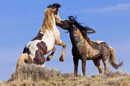 Mustang (vadló) - a leírása, amit úgy néz ki, ahol lakik fotó