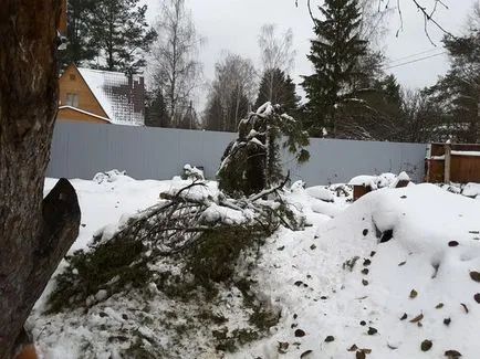 Juniper ültetés és gondozás