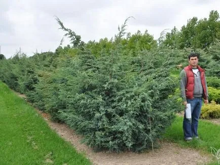 Juniper ültetés és gondozás a nyílt terepen