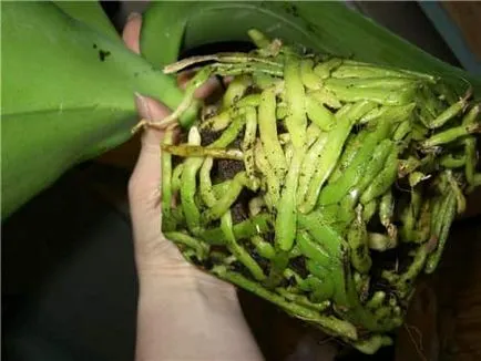 Lehet vágni a légi gyökerek a orchidea (lehetséges) Lehet vágni a légi gyökerek a orchidea