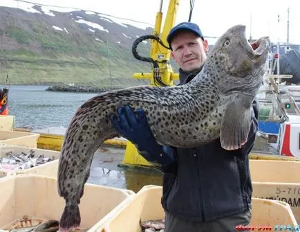 Sea Wolf, és hogyan kell enni, tábortűz