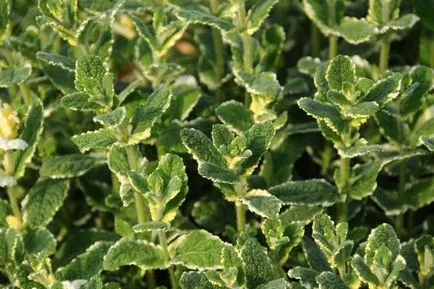 Mint - ültetés, tenyésztés, gondozás, fajta menta