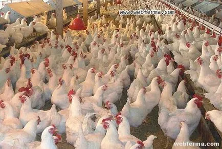 Floor broiler