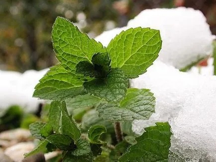 Mint - ültetés, tenyésztés, gondozás, fajta menta