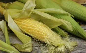 vizeletinkontinencia
