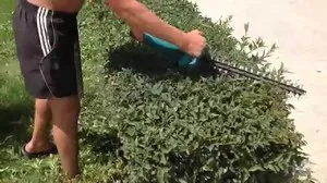 Metszés arborvitae hogyan lehet a legjobban csökkenteni, és vágja a fát ősszel
