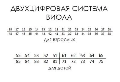 A számozás a fogak a fogászati ​​diagram leírás, fotó - Masterdent