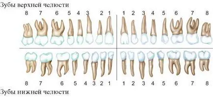 A számozás a fogak a fogászati ​​diagram leírás, fotó - Masterdent