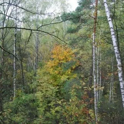 Solitude jó vagy rossz