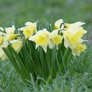 Narcissus és a szabályok őket gondozó - tippek és trükkök (telepítési és gondozása nárcisz ősszel) Narcissus és a szabályok őket gondozó - tippek és trükkök