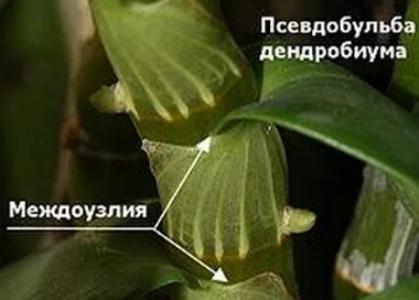 Dendrobium orchidea