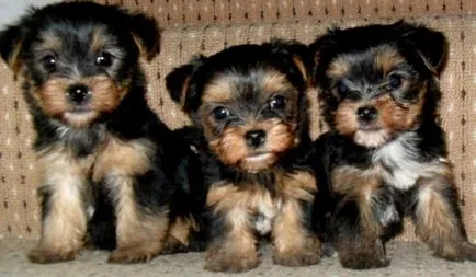 Leírás fajta Yorkshire terrier