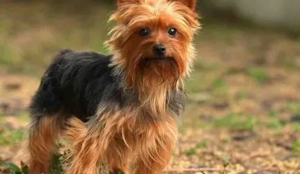 Leírás fajta Yorkshire terrier