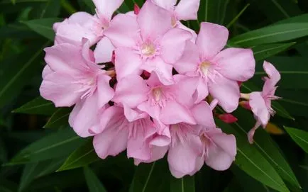 Oleander otthoni gondozást