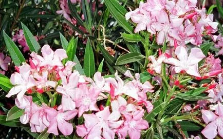 Oleander otthoni gondozást