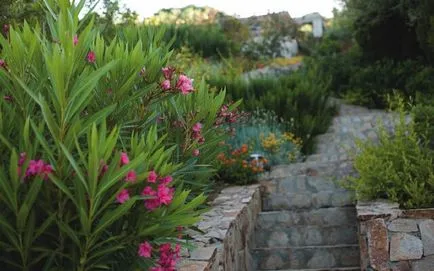 Oleander otthoni gondozást