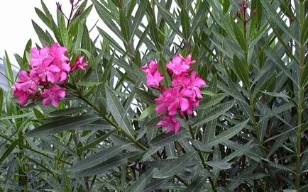 Oleander otthoni gondozást