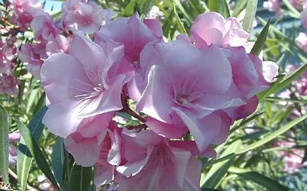 Oleander otthoni gondozást