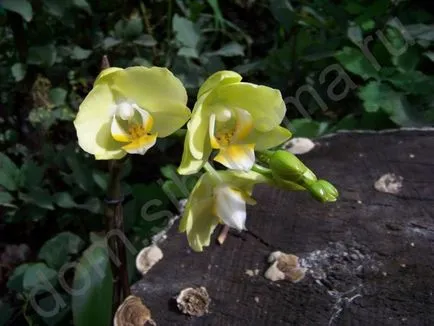 Orchid (Phalaenopsis)