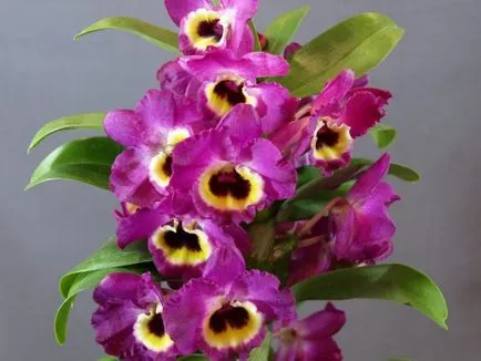 Orchid Dendrobium nobile - otthoni gondozást