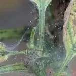 Pachystachys ápolási otthon fotók és videók (feltételek) Pachystachys ápolási otthon fotók és videó
