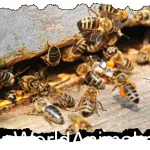 A válasz arra a kérdésre - miért zebra csíkos, állat a világon (valamilyen okból) A válasz arra a kérdésre - miért zebra csíkos, az állatvilágban
