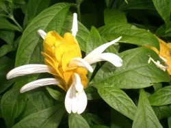 Pachystachys, ápolási otthon