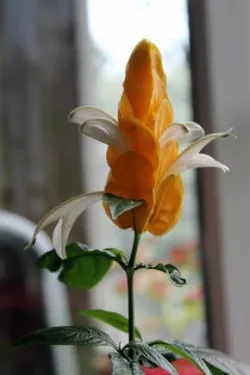 Pachystachys, ápolási otthon