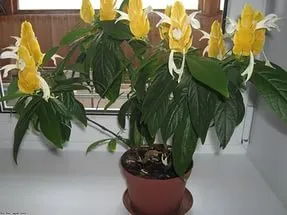 Pachystachys ápolási otthon fotók és videó (otthon) Pachystachys ápolási otthon fotók és videó