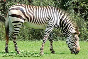 A válasz arra a kérdésre - miért zebra csíkos, állat a világon (zebra) A válasz arra a kérdésre - miért zebra csíkos, az állatvilágban