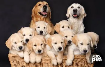 Ellentétben labrador egy golden retriever (golden retriever vagy labrador, akik úgy döntenek) Ellentétben labrador retriever fajták származó golden retriever