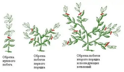 Pachystachys ápolási otthon fotók és videók (feltételek) Pachystachys ápolási otthon fotók és videó